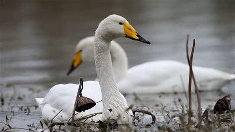 are there swans in china